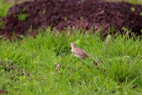 Pipit Stock Photos
