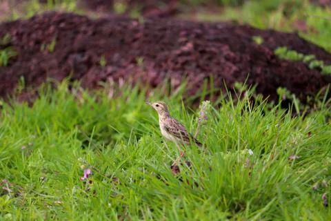 Pipit Stock Photos