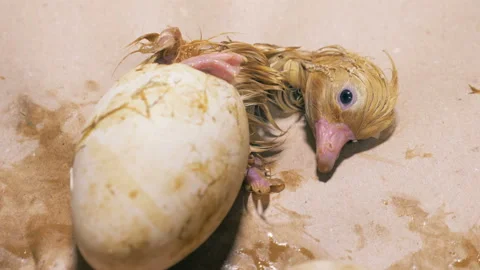 Pipping process of a tiny baby duckling Stock Footage 90853830