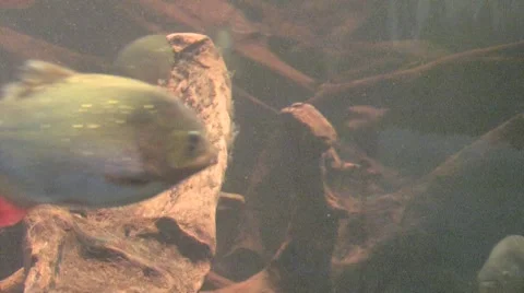 Piranah's swimming Stock Footage 1218166