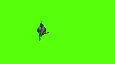 Piranha Attack Green Screen Animation 4k Rendering 库存影片 294196379