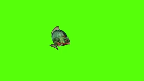 Piranha Attack Green Screen Animation 4k Rendering Stock Footage 294196393