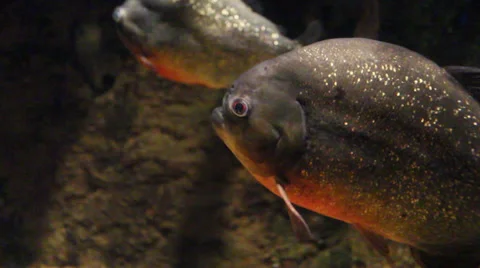 Piranha close Video stock 37656588