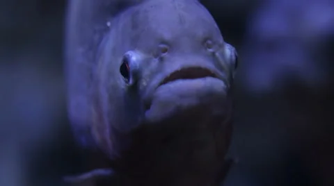 Piranha - close up Stock Footage 40262586