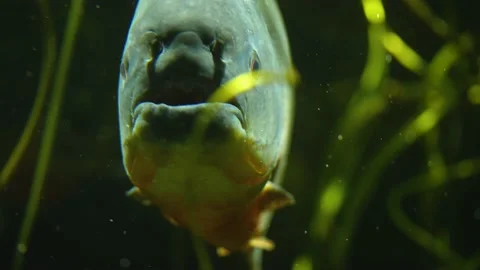 A piranha close up Stock Footage 145254775