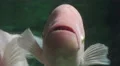 Piranha Face Close Up 4k or 4k+ Resolution