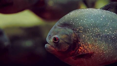 Piranha fish close up Видео 98463489