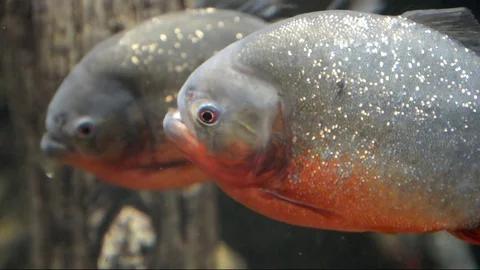 Piranha fish close up shot Stock Footage 71570032