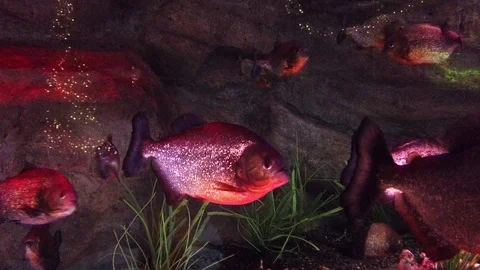 Piranha fish Video stock 113540733
