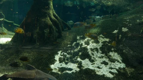 Piranha fish in oceanarium Stock Footage 94493525