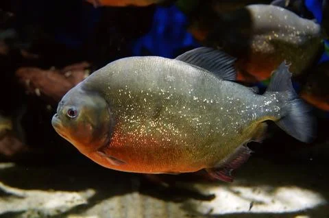 Piranha fish Stock Photos