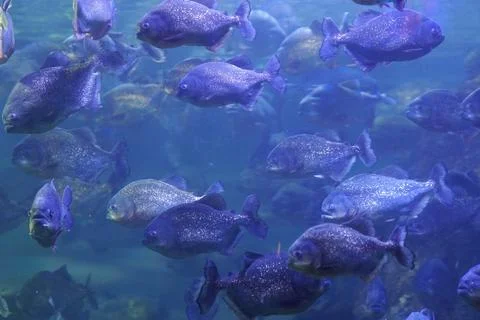 Piranha fish 库存照片