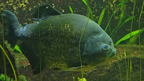  piranha fish resting Stock Footage 269633340