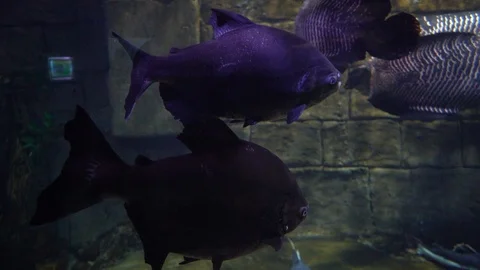 Piranha fish in tank Stock-Footage 103106541