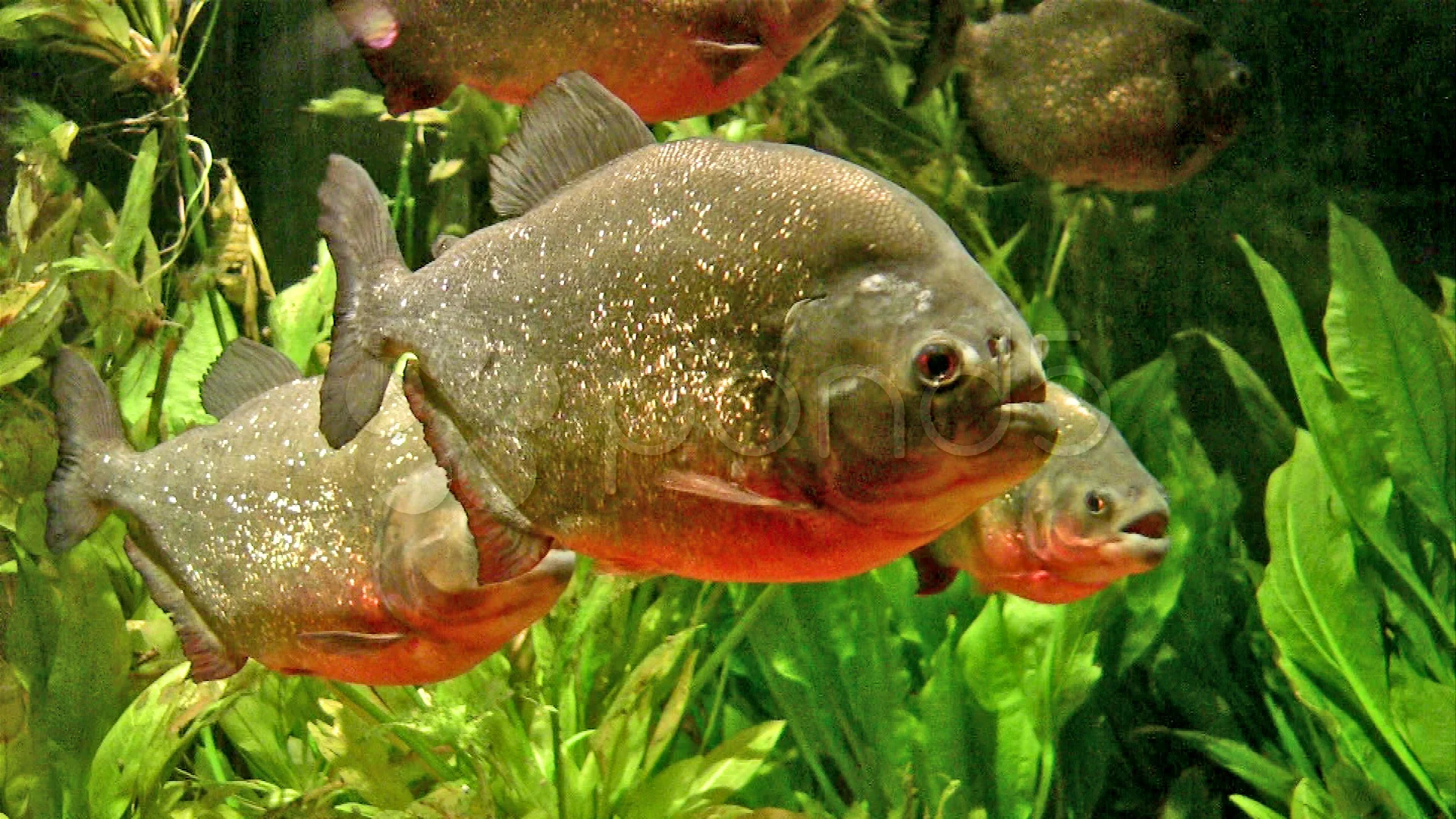 Redbellied Piranha Pygocentrus Nattereri Or Red Piranha Fish Stock Photo -  Download Image Now - iStock