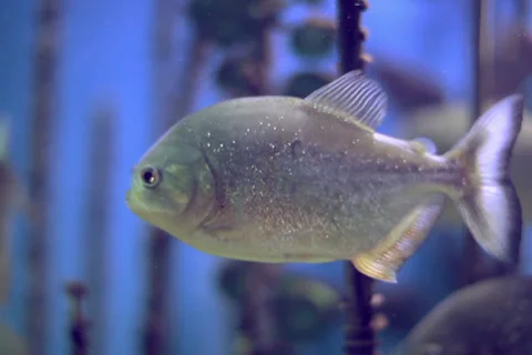 Piranha fish underwater. Stock-Footage 33256598
