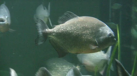 Piranha Видео 401086