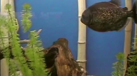Piranha Stock Footage 1916298