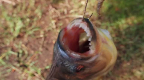 Piranha Stock Footage 7749425