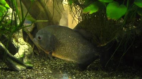 Piranha Stock Footage 8601295