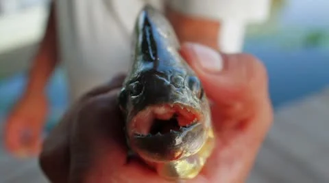Piranha Stock Footage 9537298