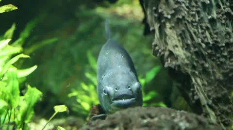 Piranha Stock Footage 24616247