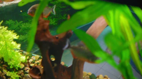 Piranha Stock Footage 36621645