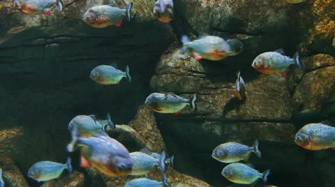 Piranha Stock Footage 55297807
