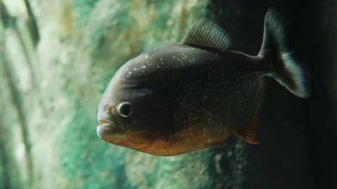 Piranha Stock Footage 129318185