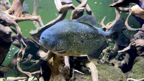 Piranha Stock Footage 205227351