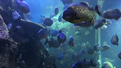 Piranha Stock Footage 274236834