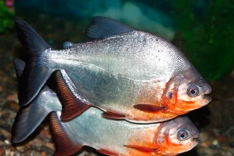Piranha Stock Photos