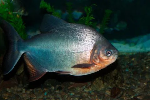 Piranha Stock Photos