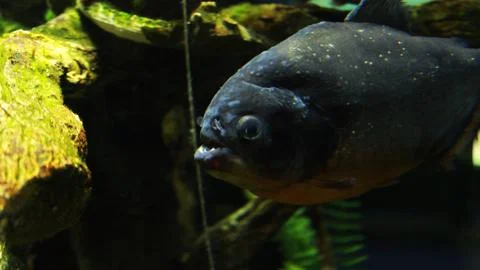 Piranha Foto stock
