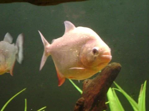 Piranha Stock Photos