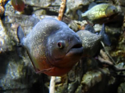 Piranha Stock Photos