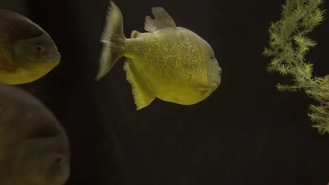 Piranha swimming in amazon Stock Footage 325820942