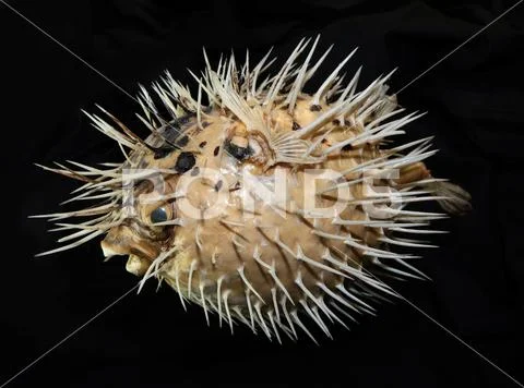 Piranha Teeth and Skull in Abstract Macro on Black Background Stock Photos