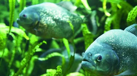 Piranha in tropical river Stock Footage 21260684