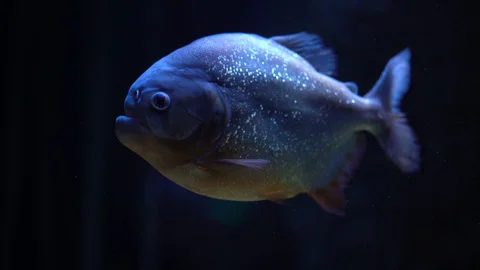 Piranha is under water, does not move Stock Footage 129575081