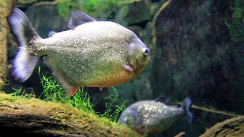 Piranha1 Vídeos de archivo 234419733