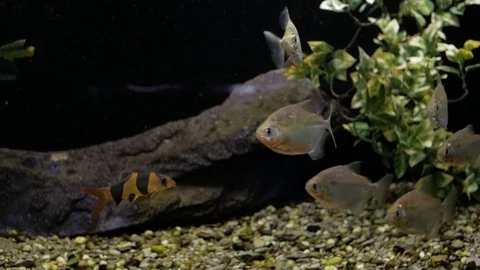 Piranhas in the aquarium (Amazon) Видео 99618573