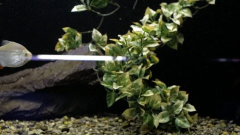 Piranhas in the aquarium (Amazon) Stock Footage 99618593