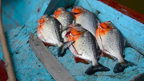 Piranhas on  the boat Stock Footage 70833856