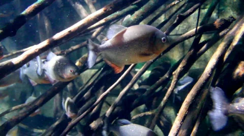 Piranhas Video stock 626972