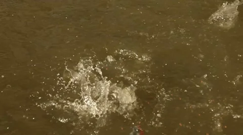 Piranhas Stock Footage 10737871