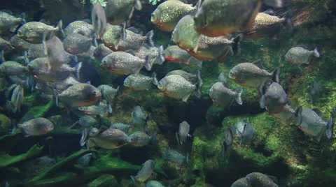 Piranhas Stock Footage 12397412