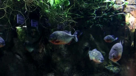 Piranhas Stock Footage 150037616
