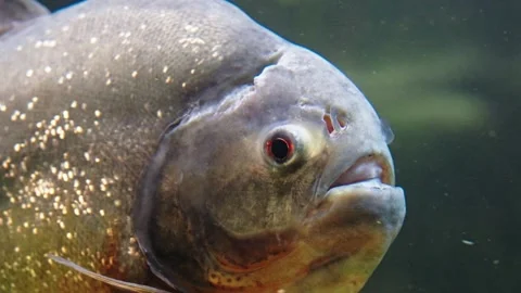Piranhas Stock Footage 277513261