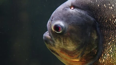 Piranhas Stock Footage 277513263